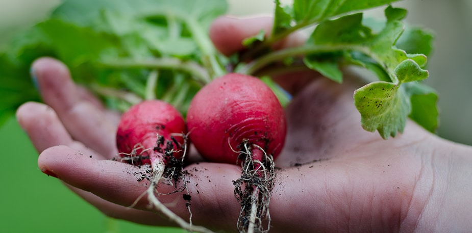 Radijzen die net uit de grond zijn getrokken in de hand van een man 