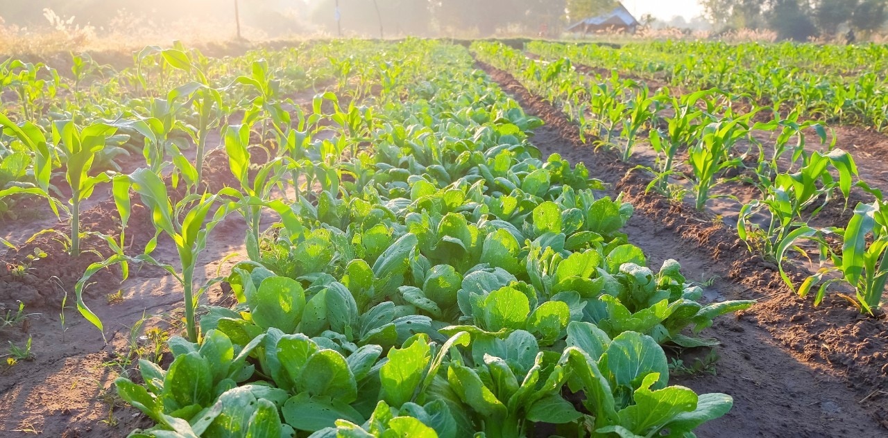 Knorr & Duurzaamheid