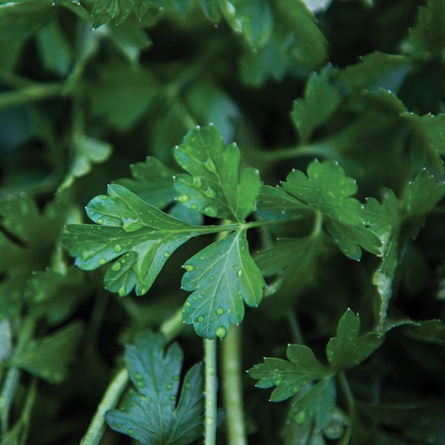 De ‘Sustainable Agriculture Principles’ (SAP)