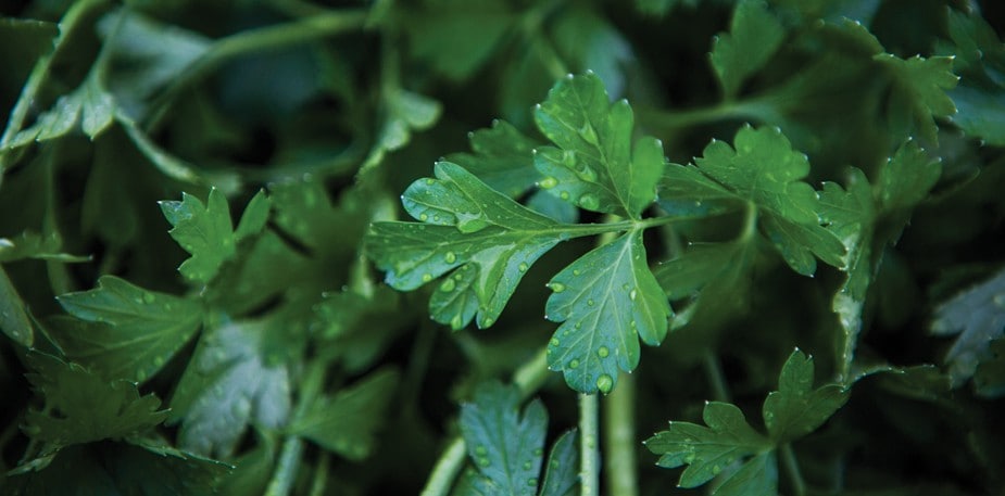 Duurzame Inkoop bij Unilever