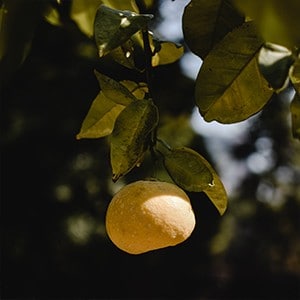 1. Verfrissende citruszuren 1. Verfrissende citruszuren