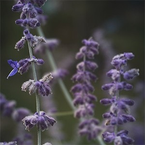 3. Aromatische botanicals 3. Aromatische botanicals