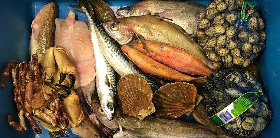Bijvangst uit de Noordzee