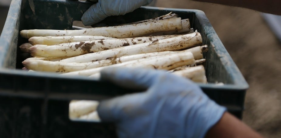 Asperges! Hoe tijdrovend is het witte goud? 