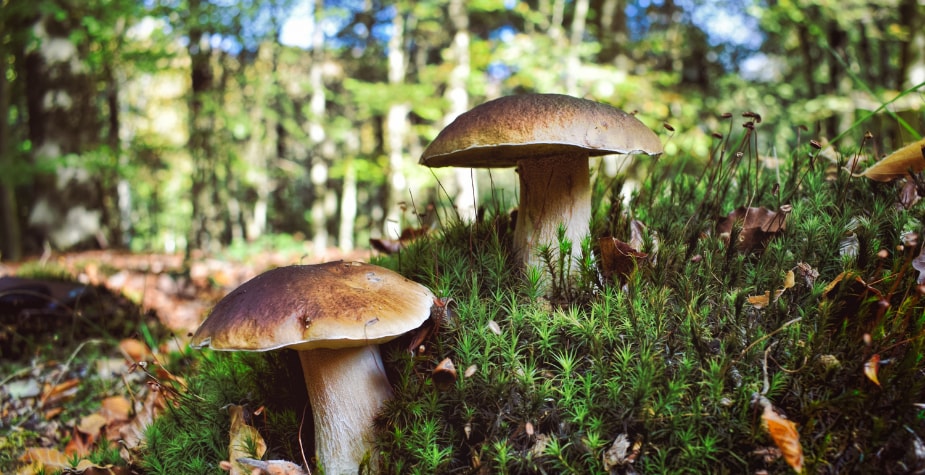 Waar vind je cepes, eekhoorntjesbrood, bos, vers, chef Waar vind je cepes, eekhoorntjesbrood, bos, vers, chef